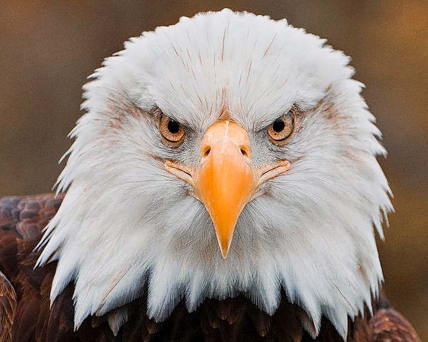 eyes of the eagle 5e